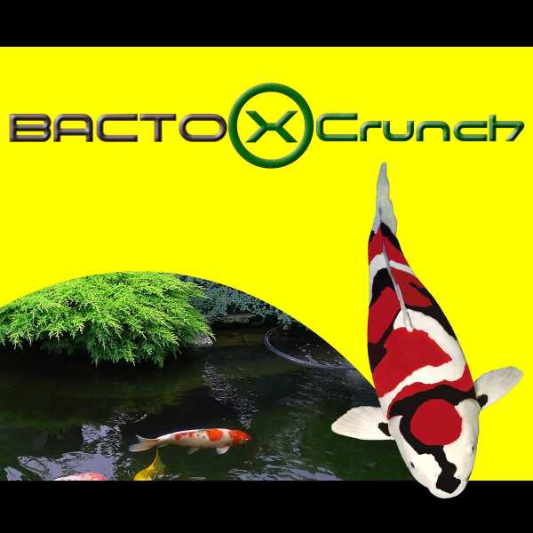 Bacto X Crunch 1000 ml